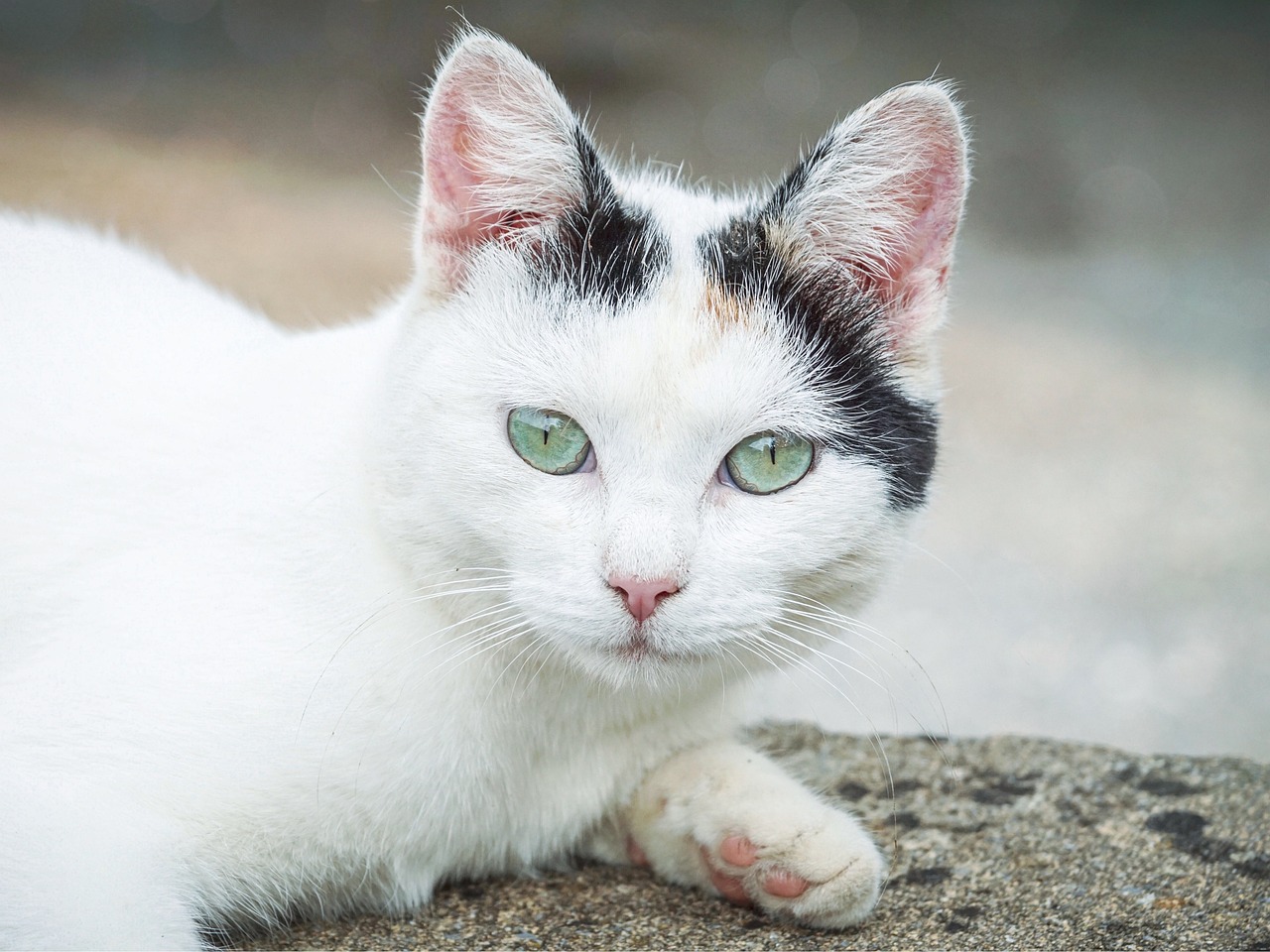 一个月的猫一天吃多少，揭秘小猫的饮食规律与需求