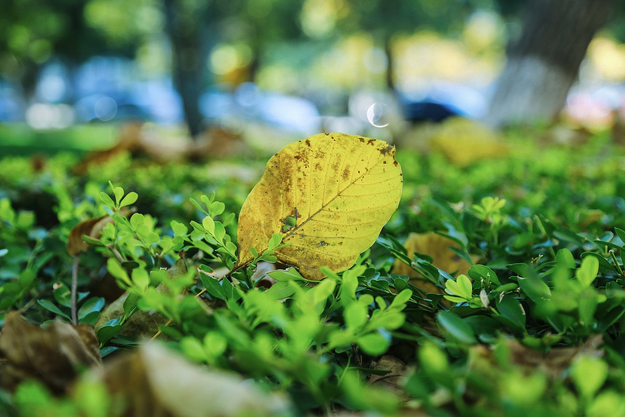 广东省落叶季节清扫情况研究