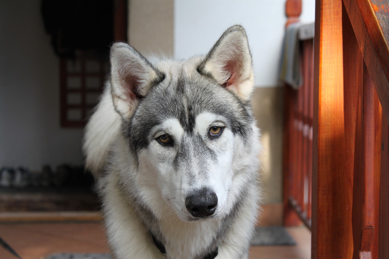 巨贵犬的成长历程，几个月成年？