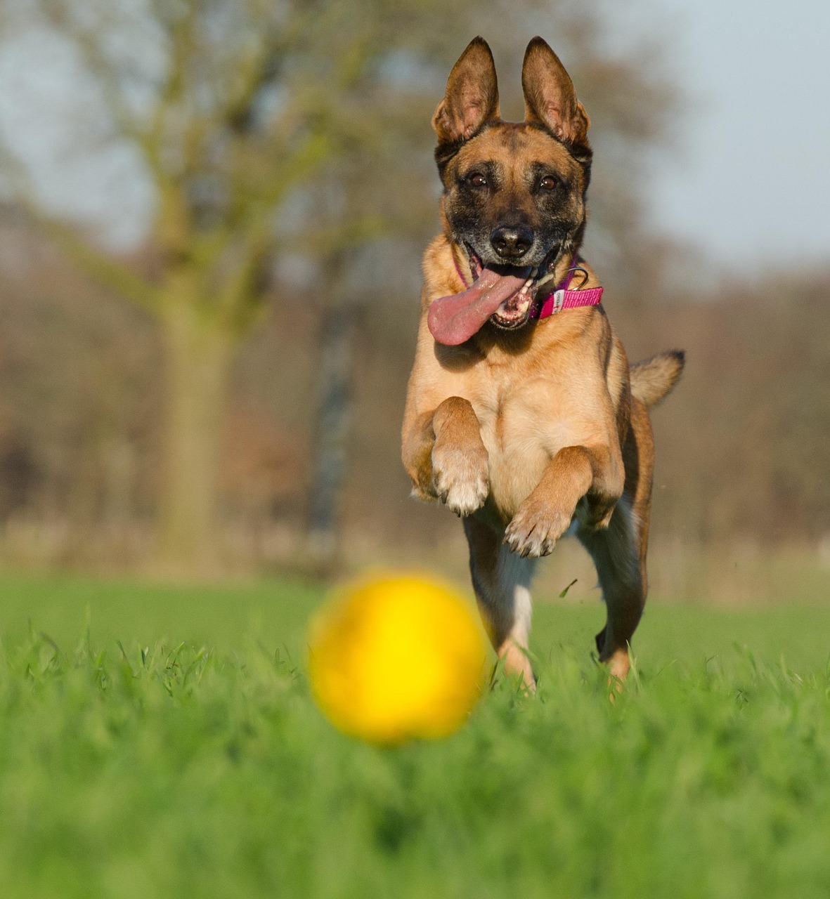 马犬的繁殖周期与孕期管理，深入了解马犬几个月生